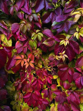 Sarmaşık ya da zengin renkli sonbahar gölgelerinde yaban üzüm yapraklarıyla kaplı bir duvarın canlı yakın çekimi. Sonbahar renklerinin ve dokuların doğal eğilimi, doğa tasarımı, mevsimsel dekorasyon veya eko konsepti için verimli bir organik zemin oluşturur.