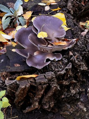 Çürüyen ağaç kütüğünde yabani mantarlar büyüyor. Etrafında sarı ve kahverengi sonbahar yaprakları, kuru yapraklar ve biraz yosun vardır. Doğal çürümenin güzelliği ve orman ekosistemi, sonbahar mevsimi