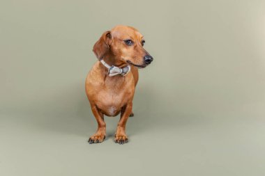 Özgüven veya moda teması için yeşil arka planda duran papyonlu köpek.