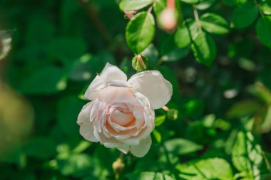 Sıcak bir günde canlı yeşil yaprakların arasında zarif bir pembe gül açılır..