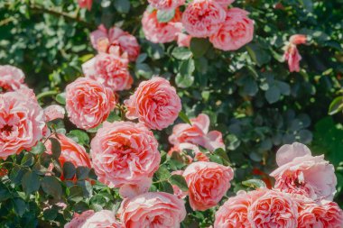 Narin pembe güller yeşil yaprakların arasında yeşerir canlı bir bahar bahçesinde..