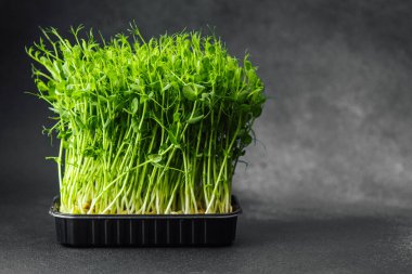 Bezelye siyah plastik tepside koyu arkaplanda filizlenir