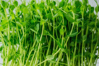 Taze taze bezelye filizleri. 