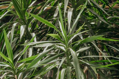 İç tropik konseptler, güç ve yeşillik için seraya yakın Yucca bitkisi.