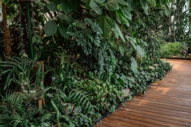 Botanik çeşitliliği kavramları ve bereketli iç mimari için Schefflera arboricola ve tropikal yaprak yolu