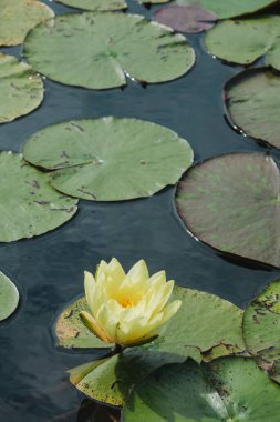 Sarı nilüfer çiçeği, koyu su gölünde zambakların üzerinde çiçek açıyor.