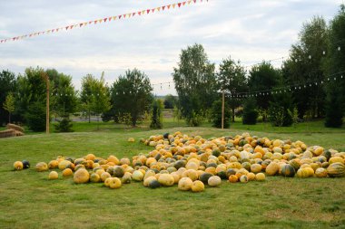 Ağaçlar ve bayram bayrakları ile yeşil çim tarlasına saçılmış büyük balkabakları yığını