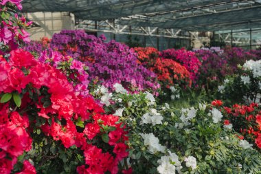 Bir seradaki Azalea Çiçekleri Çalıları