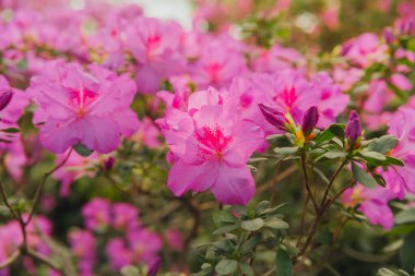 Yeşillikte Azalea Çiçekleri