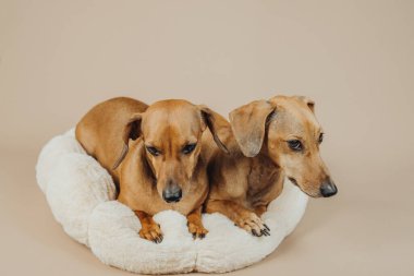 İki dachshund köpeği konforlu bej evcil hayvan yatağında dostluk, sadakat ya da evcil hayvan bakımı konsepti için tetikte bekliyor.