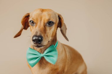 Nane yeşili papyonlu Dachshund merak, tutum ya da evcil hayvan stili konsepti için eğik başlı