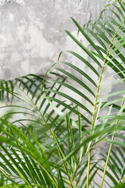 Doğal Saksıda Dekoratif Palmiye Bitkisinin Yakın Çekimi