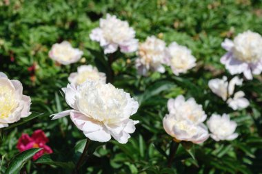Beautiful peony flowers with white petals flourish in a lush garden setting.