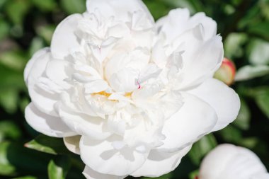 Delicate white peony blossoms open brightly, surrounded by lush green foliage.