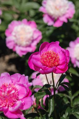Colorful peonies with rich pink petals flourish in a lush garden setting.