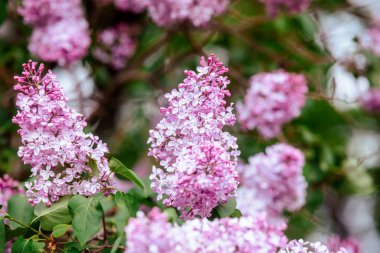 Clusters of lilac flowers showcase their beauty in a blooming garden setting.