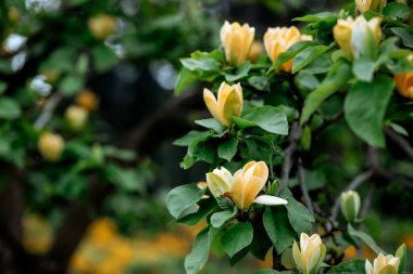 Sarı çiçekler yemyeşil yaprakların arasında çiçek açar huzurlu bir bahçede..