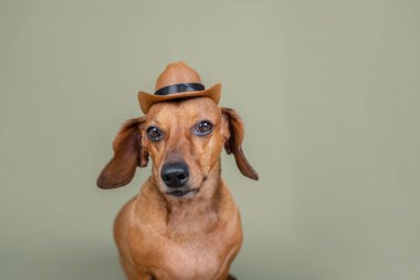 Şirin dachshund köpeği yeşil bir kovboy şapkası takıyor