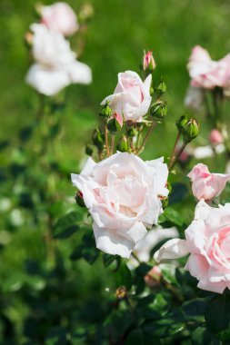 Delicate pink roses flourish in a lush green garden under bright sunlight.