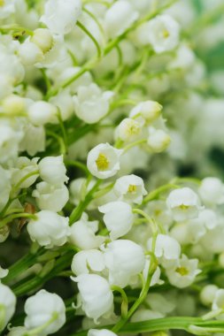 Vadi çiçeklerinin beyaz zambaklarına yaklaş makro arka plan