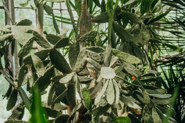 Opuntia ficus-indica dense cluster in greenhouse for concepts of spikiness, survival and desert form