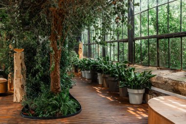 Serada saksı bitkileri