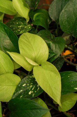 Yaprak kontrastı ve kapalı bitki bakımı kavramı için altın toynaklar ve neon pothos yaprakları yakın çekim yapar