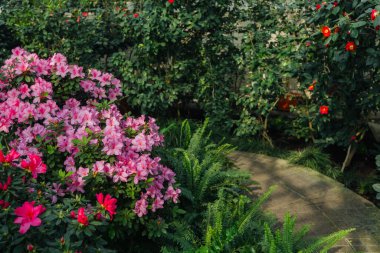 Parlak pembe azalia çiçekleri açıyor 