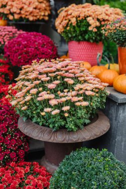 Pembe ve turuncu anne kasımpatı çiçekleri, sonbahar bahçesinde kabaklı saksılarda.