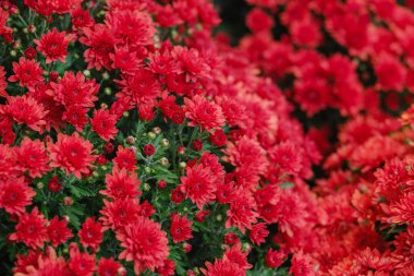 Bright red chrysanthemums bloom densely in a garden, lush green foliage visible