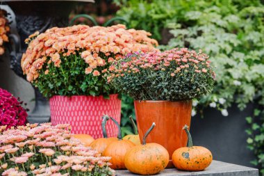 Autumn display of orange mums, pink mums, and mini pumpkins in outdoor garden setting