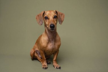 Yeşil arka planda oturan sevimli kahverengi dachshund köpeği evcil hayvan evlat edinme kampanyası veya köpek eğitme malzemeleri için ideal.