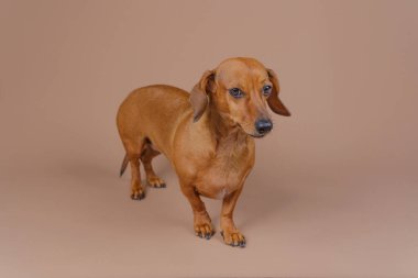 Tam vücut dachshund bej zeminde duruyor. Ciddi bir görünümü var. Cinsiyet gösterisi, itaat veya evcil hayvan eğitimleri için kullanışlı.