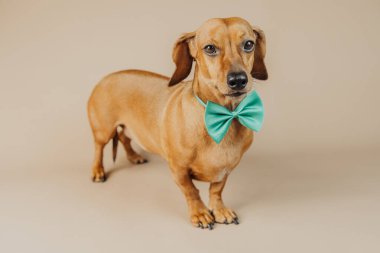 Nane yeşili papyonlu Dachshund köpeği stok fotoğrafçılığında zarafet, moda ya da evcil hayvan yaşam tarzı kavramını temsil eder.