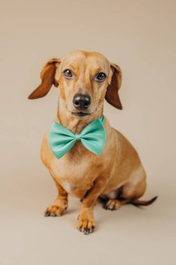 Nane yeşili papyonlu Dachshund merak, tutum ya da evcil hayvan stili konsepti için eğik başlı