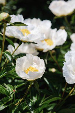 Canlı beyaz şakayıklar bir bahçede serpilmiş narin taç yaprakları ve parlak merkezler sergiliyorlar..