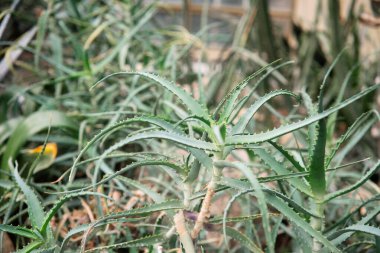 Bereketli yeşil aloe vera bitkileri, açık bir kapalı alanda bol bol yetişir..