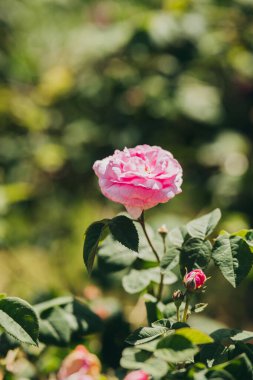 Güneşli bir günde yemyeşil yaprakların arasında pembe bir gül belirir..