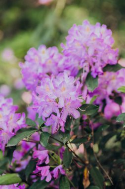 Bahar mevsiminde yemyeşil bir bahçede açan mor rhododendronlar.