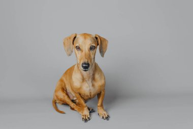 Dachshund portre, kimlik ve basitlik konsepti için gri arka planda tek başına oturuyor