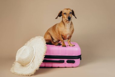 Hasır şapkalı pembe valizli Dachshund, konsept yaz tatili köpek gezisi.