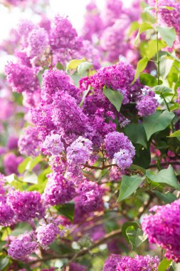 Mor rengin çeşitli tonlarında leylaklar baharda bir bahçede gelişir..