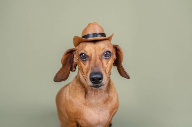 Şirin dachshund köpeği yeşil bir kovboy şapkası takıyor