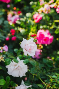 Narin pembe ve beyaz güller yemyeşil bir bahçede çiçek açar..