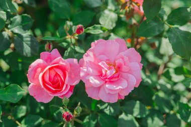 Etraflarını saran yeşil yapraklı ve tomurcuklanan iki pembe gül..