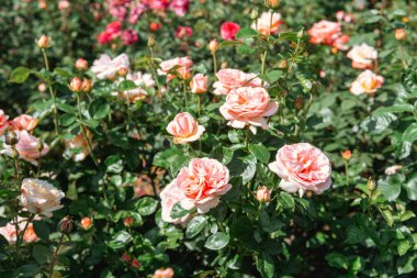 Güzel pembe ve şeftali gülleri bahar günışığında bir bahçede serpilir..