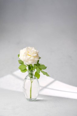 Beyaz gül berrak vazoda, yumuşak ışık ve gri arkaplanda gölge desenleri var..