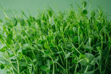 Yeşil arka planda taze bezelye filizleri.