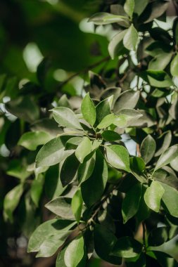 Ficus benjamina parlak yapraklar ev bitkisi güzelliği ve hava temizliği kavramları için yakın plan.
