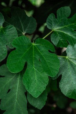 Ficus carica incir yaprağı botanik, yaprak dokusu ve gıda bitkisinin kimlikleri için yakın plan